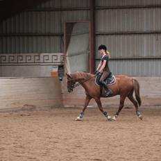 New Forest Poppings William