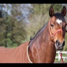 Dansk Varmblod Gurkemeje Brunshøj (himmel hest <3 ) 