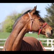 Dansk Varmblod Gurkemeje Brunshøj (himmel hest <3 ) 