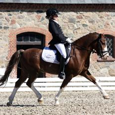 Welsh Pony af Cob-type (sec C) Thers Hey Harlekin - B-pony!!