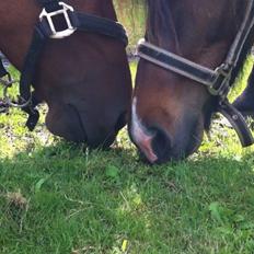 Anden særlig race Chloe