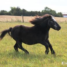 Shetlænder Nordhuset's Laban Small<3 #Min bedste ven#