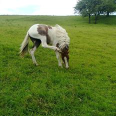 Anden særlig race Chacha *Himmelhest*