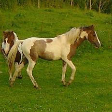 Anden særlig race Chacha *Himmelhest*
