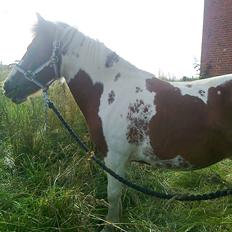 Anden særlig race Catbalou