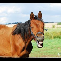 Dansk Varmblod Newmoon