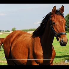 Dansk Varmblod Newmoon