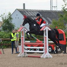 Dansk Varmblod Maro Z