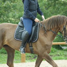 Dansk Varmblod Nørremarkens Filippa