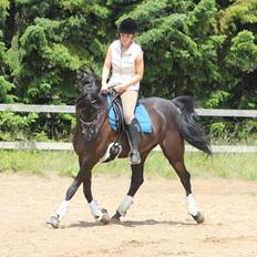 Arabisk fuldblod (OX) Aziza Chacia Lykke 