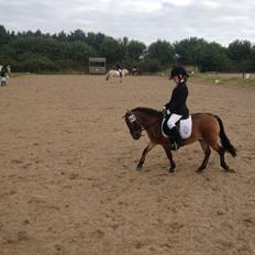 Shetlænder Felix (solgt)