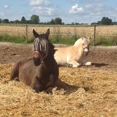 Fjordhest Højgaards Calypso