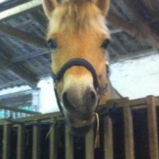 Fjordhest Højgaards Calypso