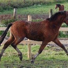 Welsh Pony af Cob-type (sec C) Gribsvads Lady Mary