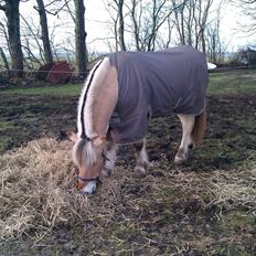 Fjordhest Mastrup Elias