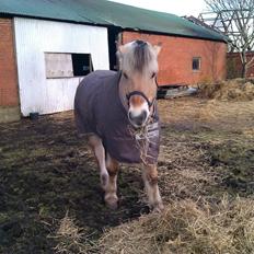 Fjordhest Mastrup Elias