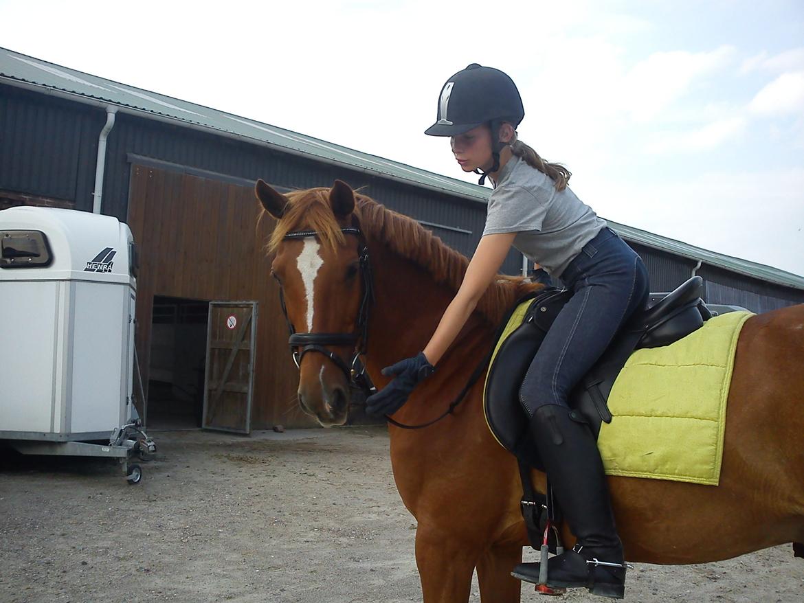 Hollandsk Sportspony Killroy R.I.P billede 2