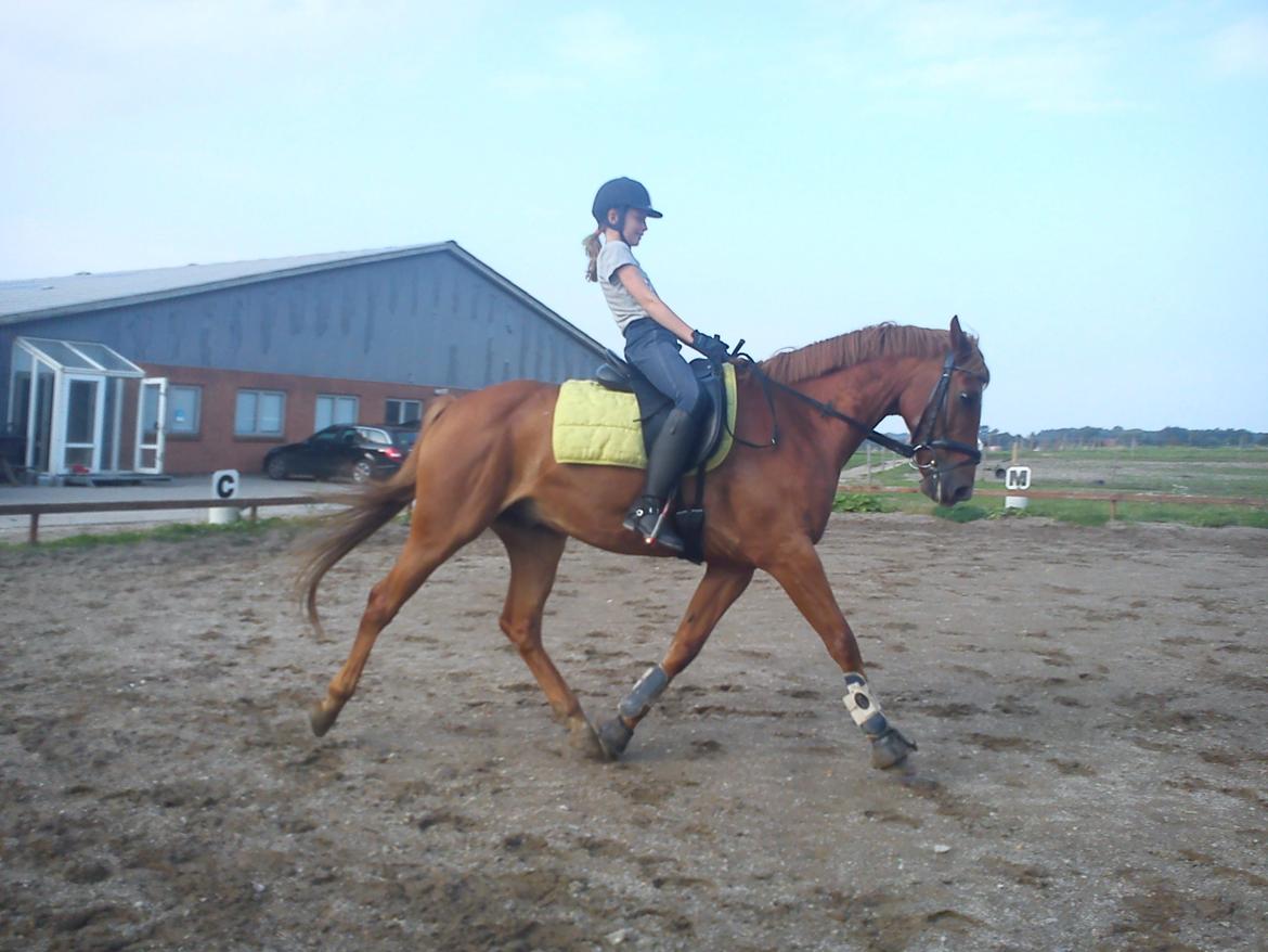 Hollandsk Sportspony Killroy R.I.P billede 13