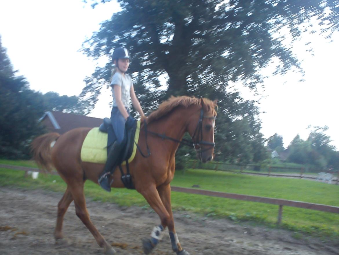 Hollandsk Sportspony Killroy R.I.P billede 14