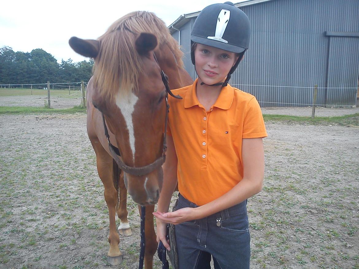 Hollandsk Sportspony Killroy R.I.P billede 10