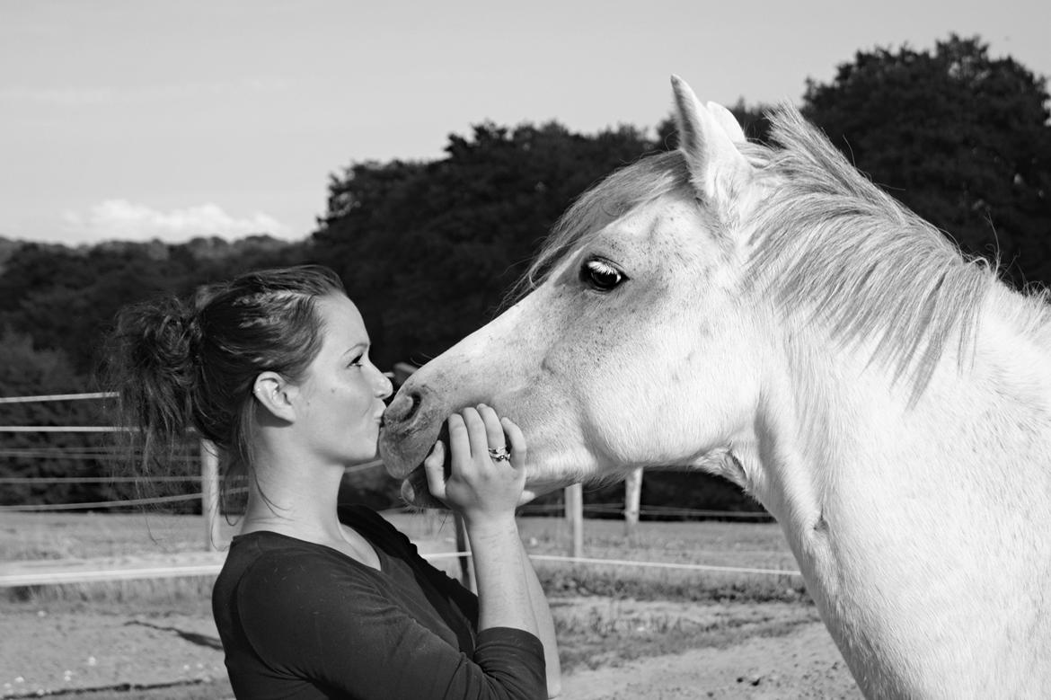 Welsh Pony (sec B) Bjerregårds Santos - Der er ingen som dig min dreng.  billede 15