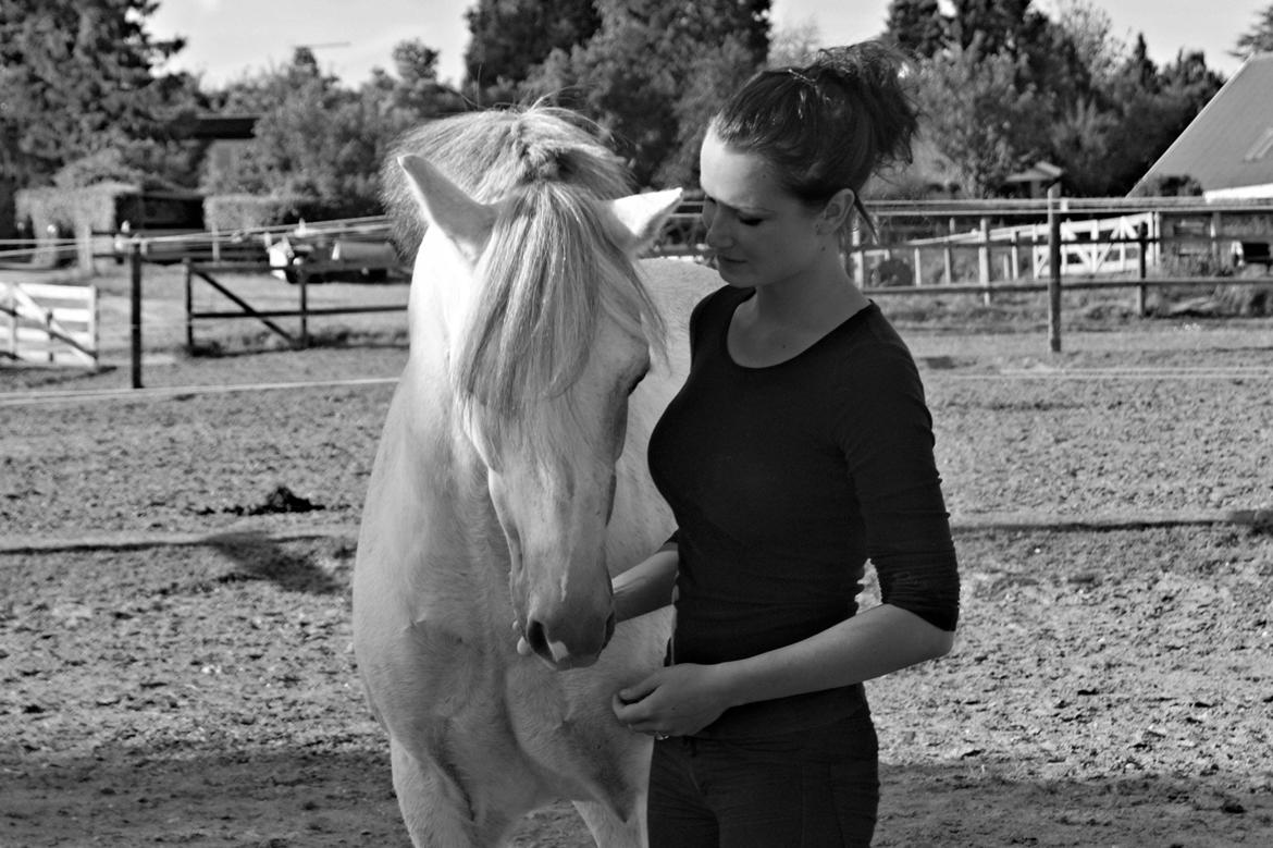 Welsh Pony (sec B) Bjerregårds Santos - so sweet, so beautiful billede 16
