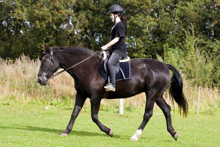 Oldenborg Sweety - Traver lidt :) Foto: L.Moltzen billede 4