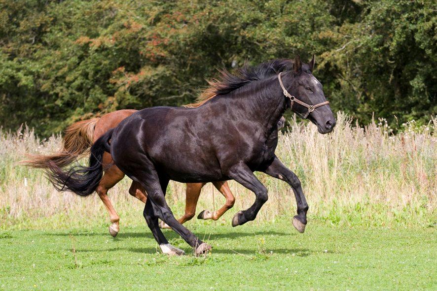 Oldenborg Sweety - Smukke Sweety giver den gas på marken! Foto: L.Moltzen billede 7