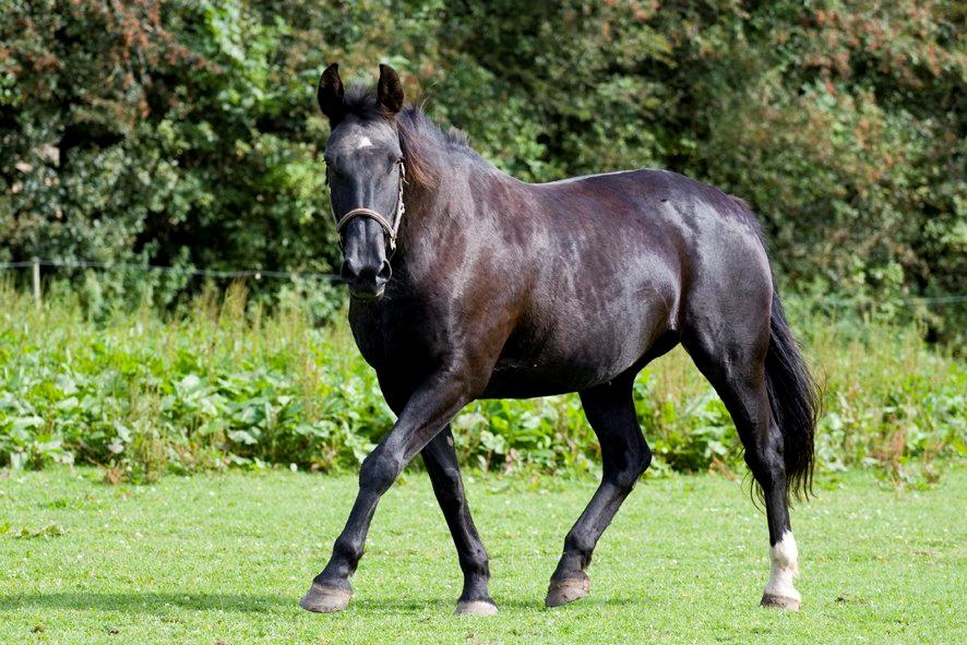 Oldenborg Sweety - Sweety :) Foto: L.Moltzen billede 8
