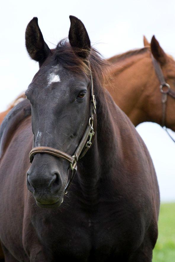 Oldenborg Sweety - Smukke hoppe :) Foto: L.Moltzen billede 10