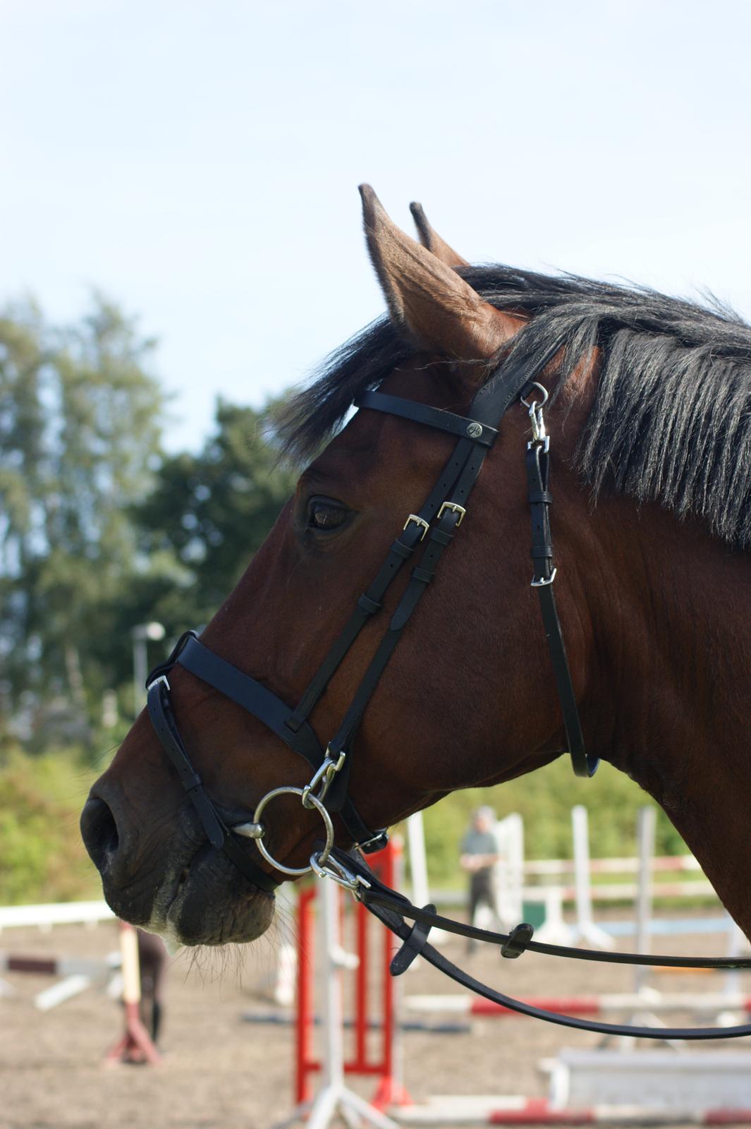 Dansk Varmblod TIRS TAXFREE billede 14