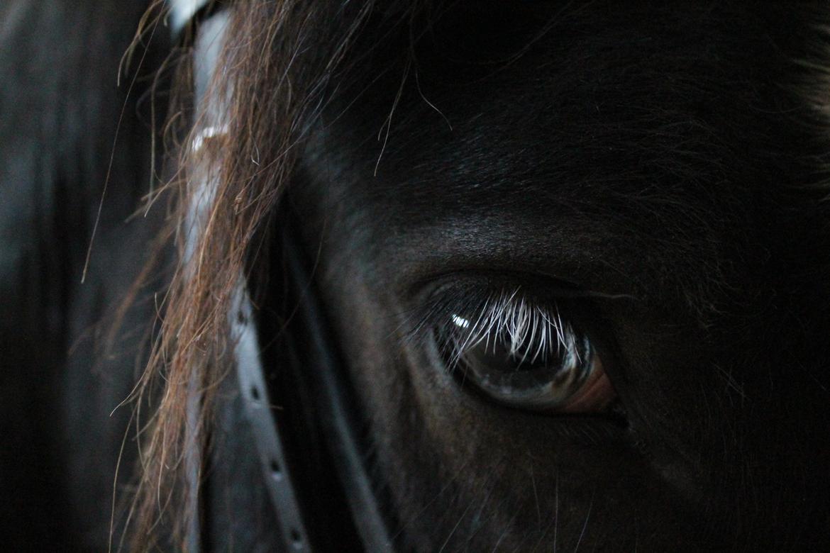 Irish Cob Renaldo (Nalle) R.I.P billede 13