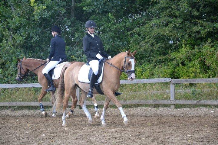 DSP Wissinggaards Dornik Special<3 - Opvarmning til championat<3 billede 5