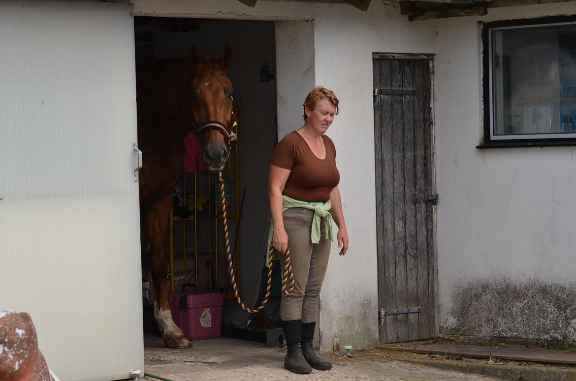 Dansk Varmblod Delight - Veneter på at blive vasket billede 8