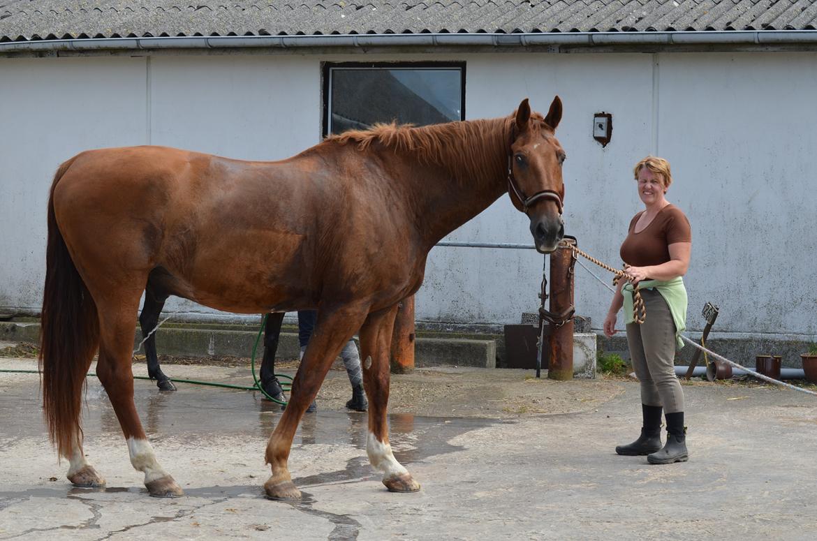 Dansk Varmblod Delight - Så er jeg blevet vasket billede 10