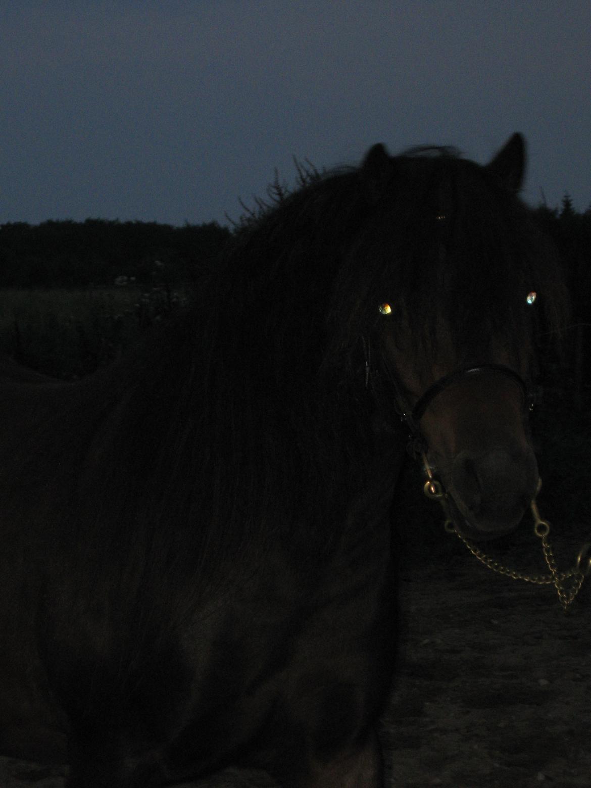 Dartmoor Cayberry Dark Gale billede 11