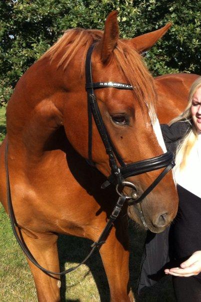 Dansk Varmblod Ørnemosegårds Ecco - Ecco - juni 2012 billede 12