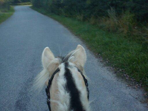 Fjordhest Pelle Lønbjerg billede 11