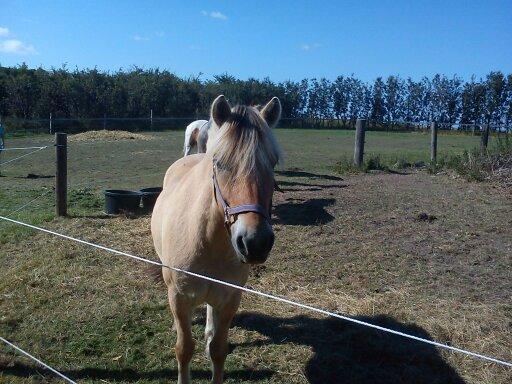 Fjordhest Pelle Lønbjerg billede 12