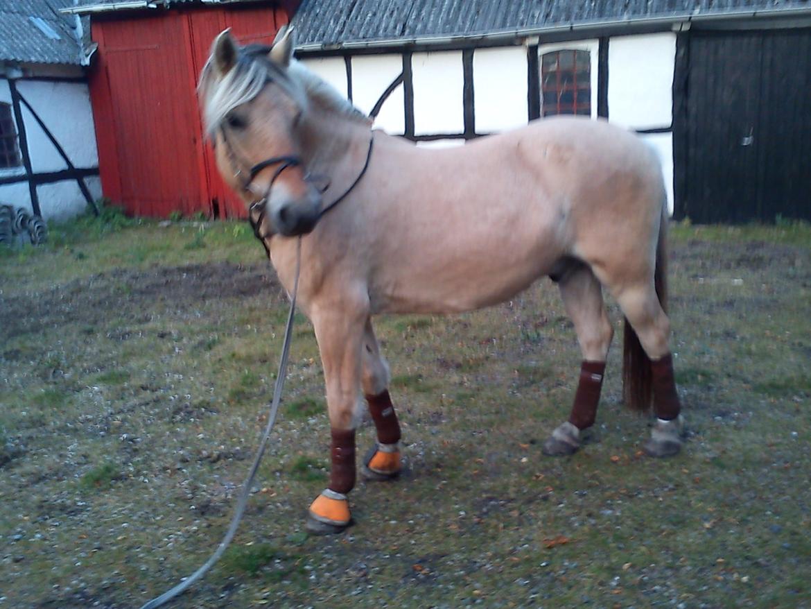 Fjordhest Pelle Lønbjerg billede 13