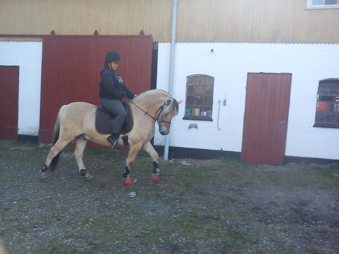 Fjordhest Pelle Lønbjerg billede 14