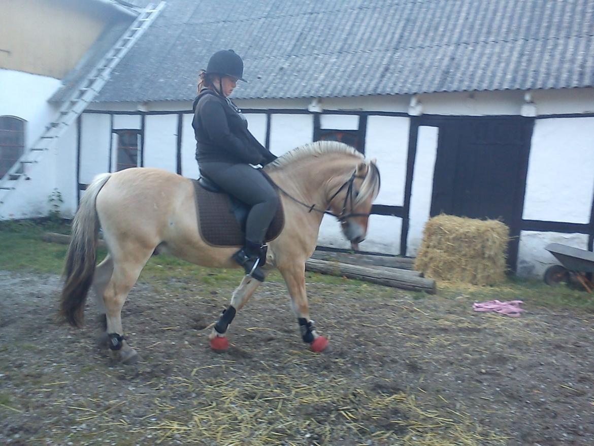 Fjordhest Pelle Lønbjerg billede 15