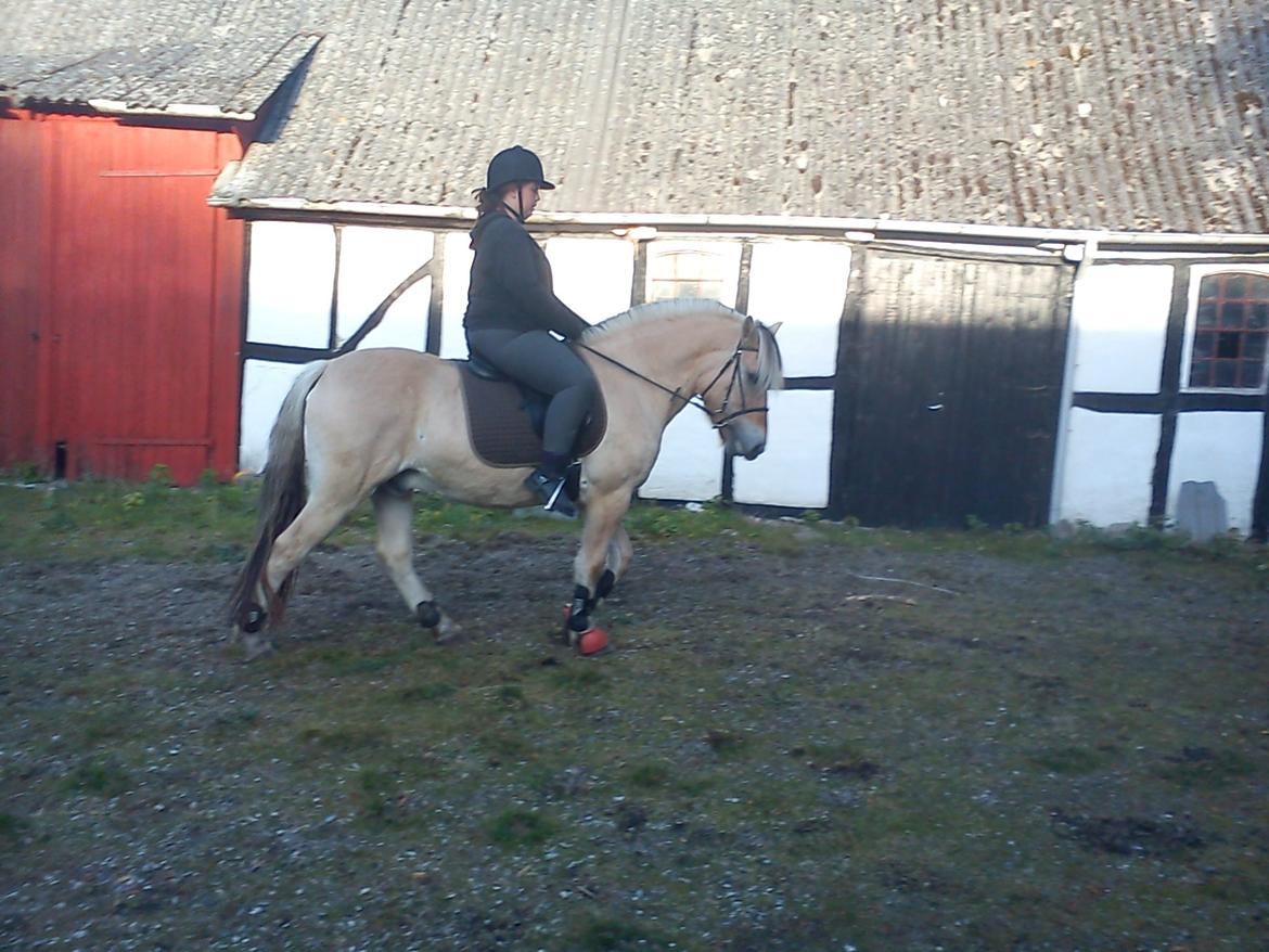 Fjordhest Pelle Lønbjerg billede 16