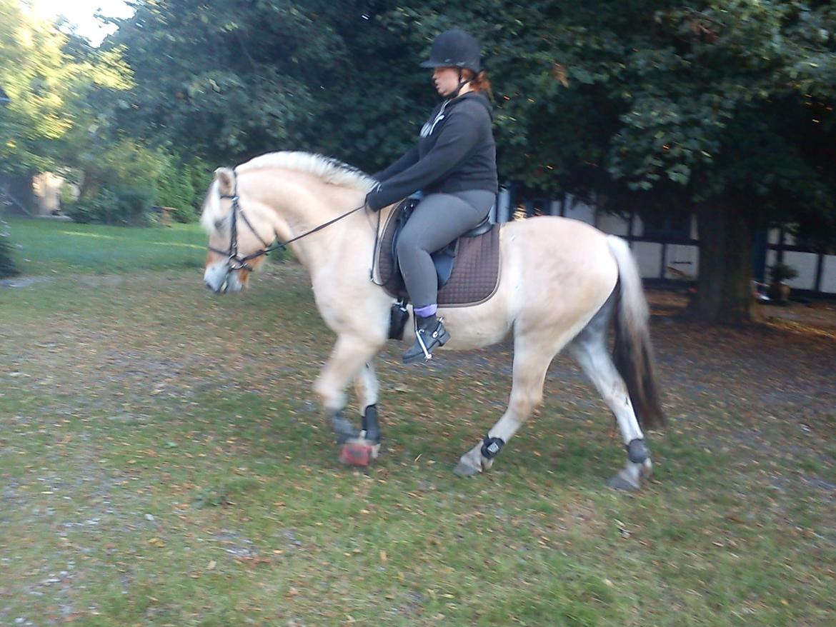 Fjordhest Pelle Lønbjerg billede 17