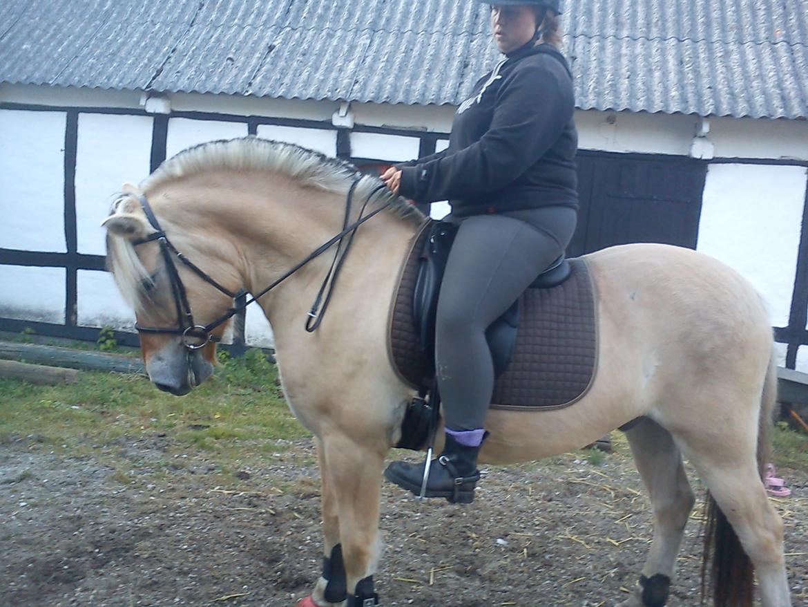 Fjordhest Pelle Lønbjerg billede 18