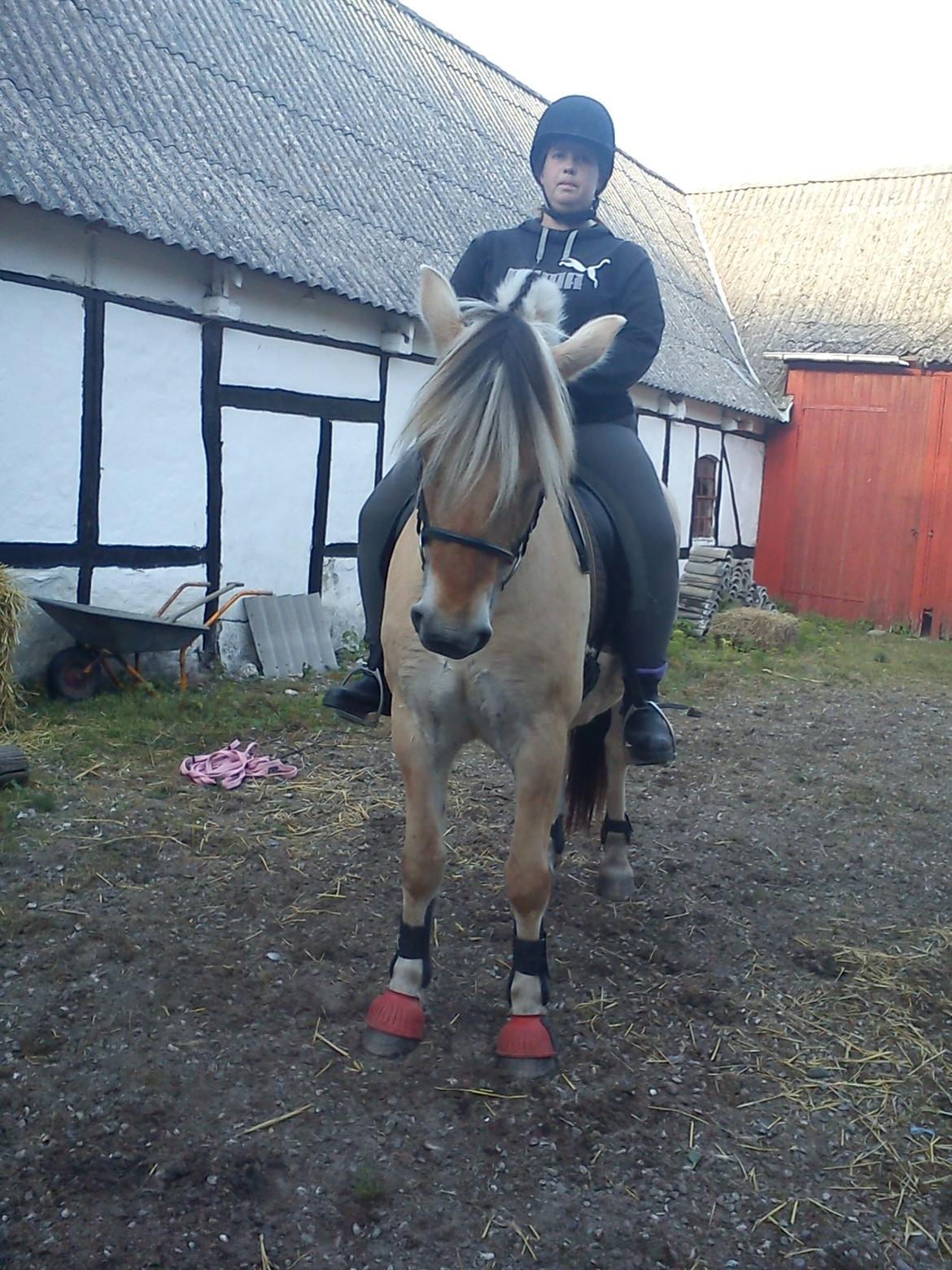Fjordhest Pelle Lønbjerg billede 19