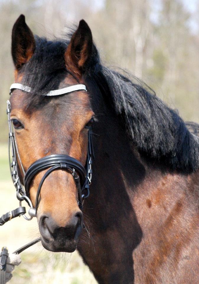 DSP RONJA - Øj, hvor er hun da sød.<3 billede 17