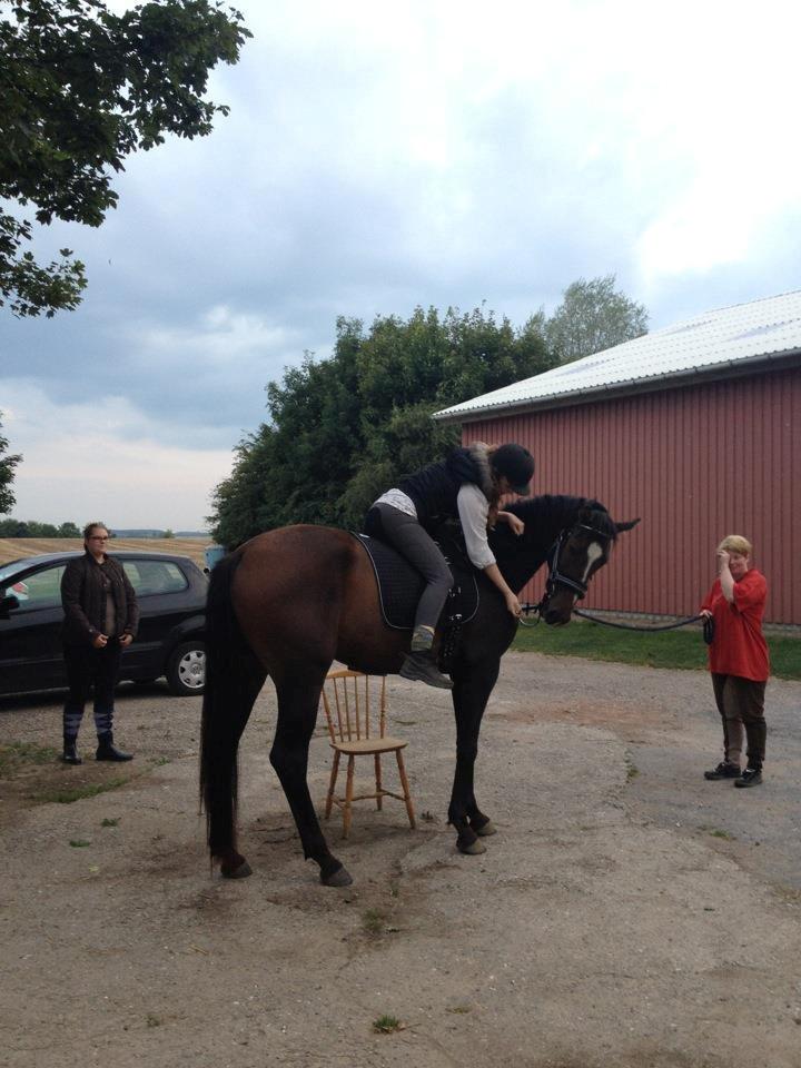 Dansk Varmblod Legendo - Lille Manden med rytter på for første gang! (: Han er så sej! her lige igang med at blive forkælet med æbler fordi han er så god.  billede 10