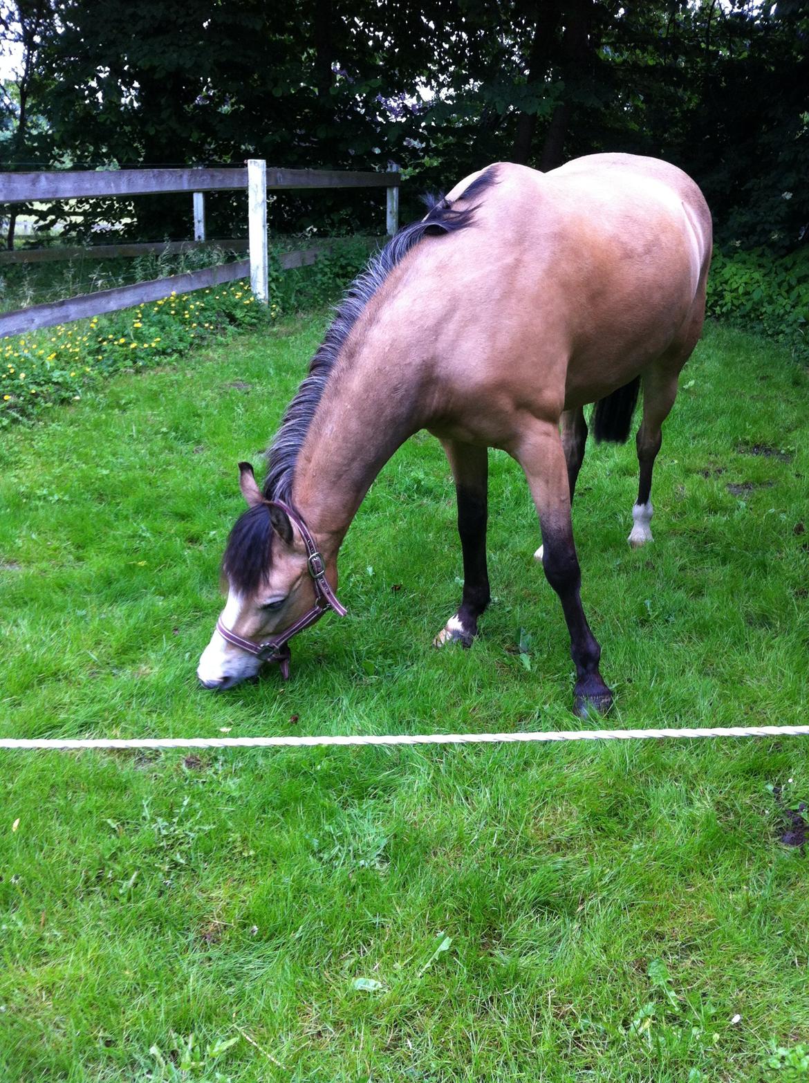Welsh Partbred (Sec F) Tivall - Den dejlige på græs billede 15