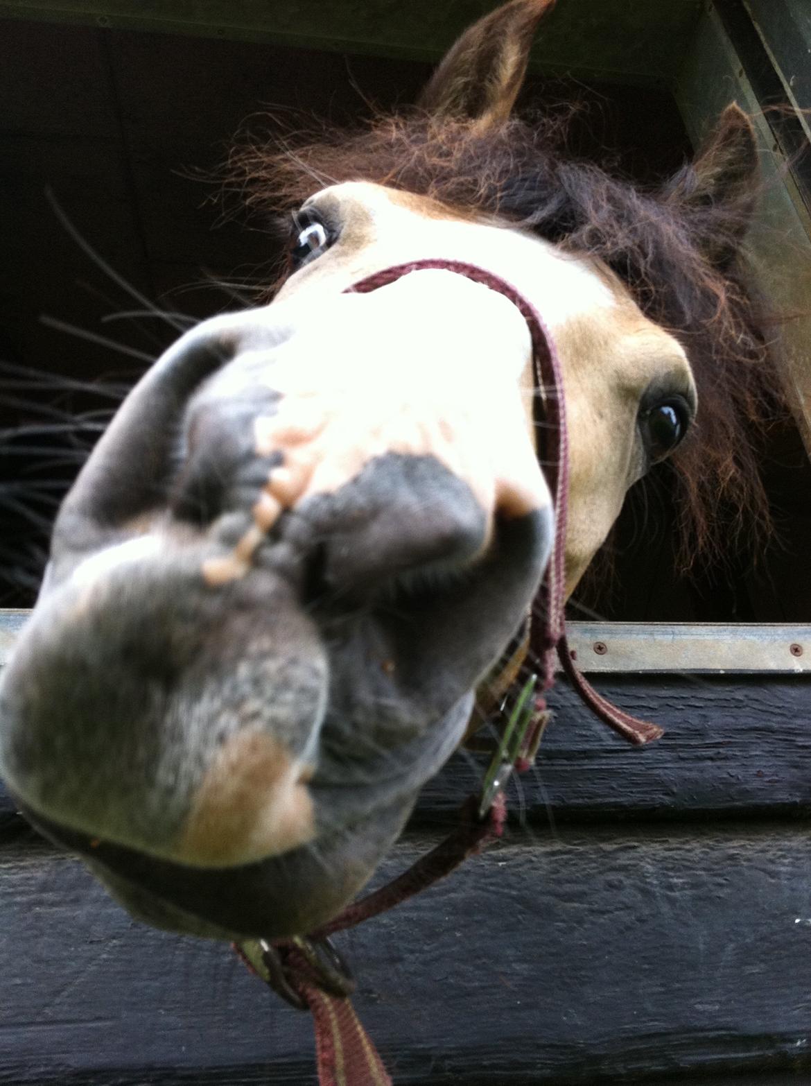 Welsh Partbred (Sec F) Tivall - SÅ CHARMERENDE<3 billede 16